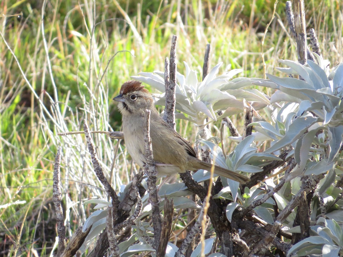 Rufous-crowned Sparrow - ML198030671