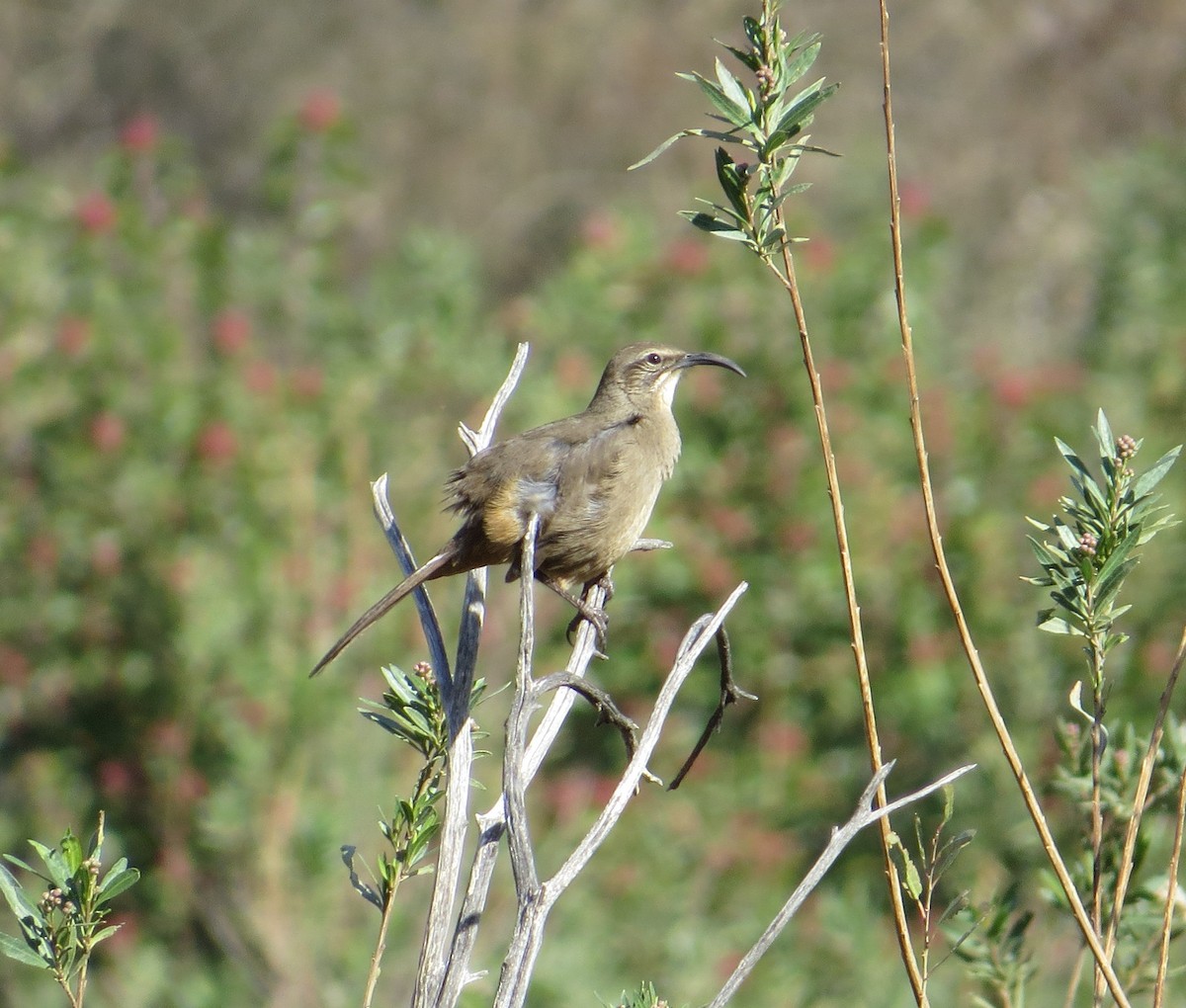 California Thrasher - Brittany O'Connor