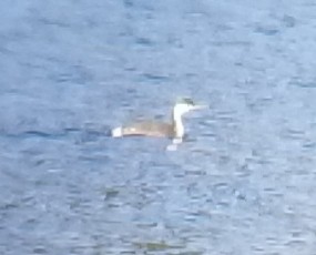 Clark's Grebe - ML198030831