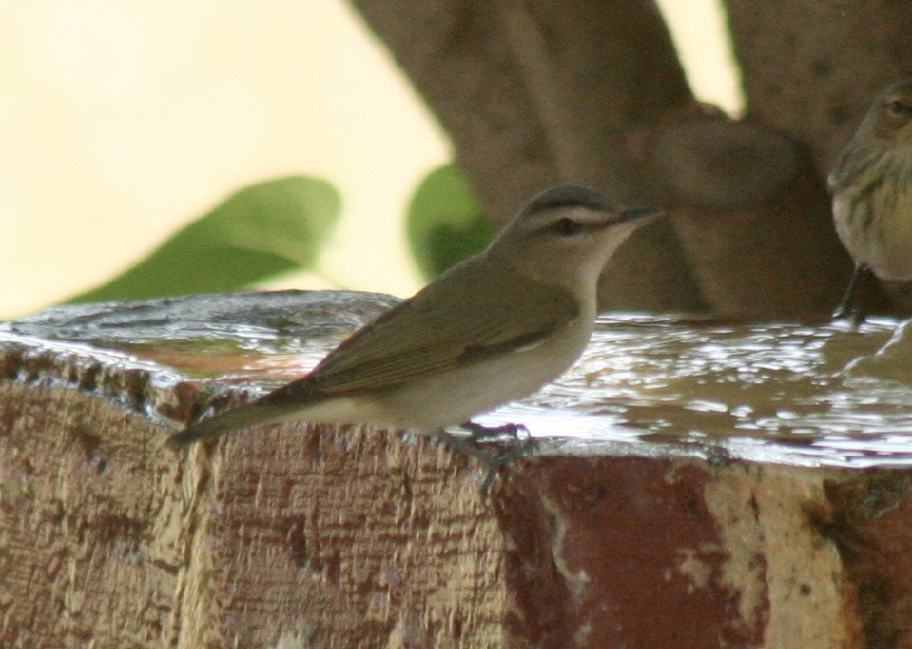 Kızıl Gözlü Vireo - ML198034161