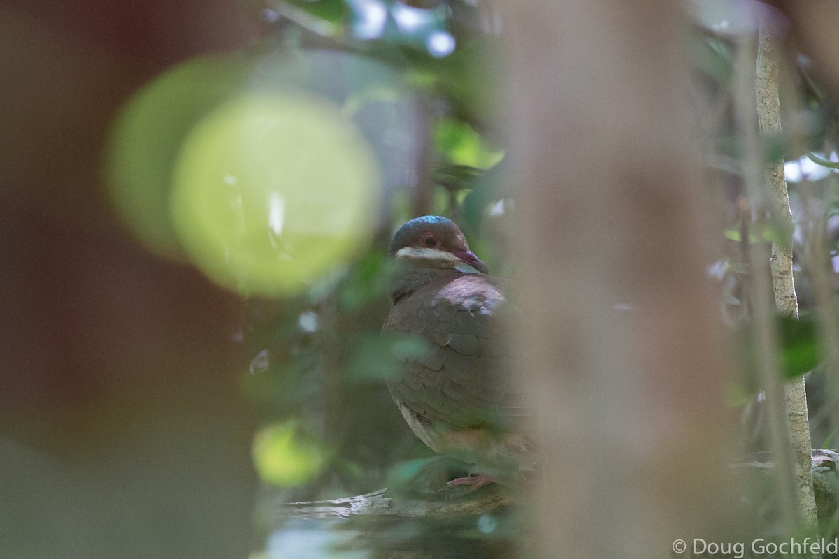 Key West Quail-Dove - ML198035261