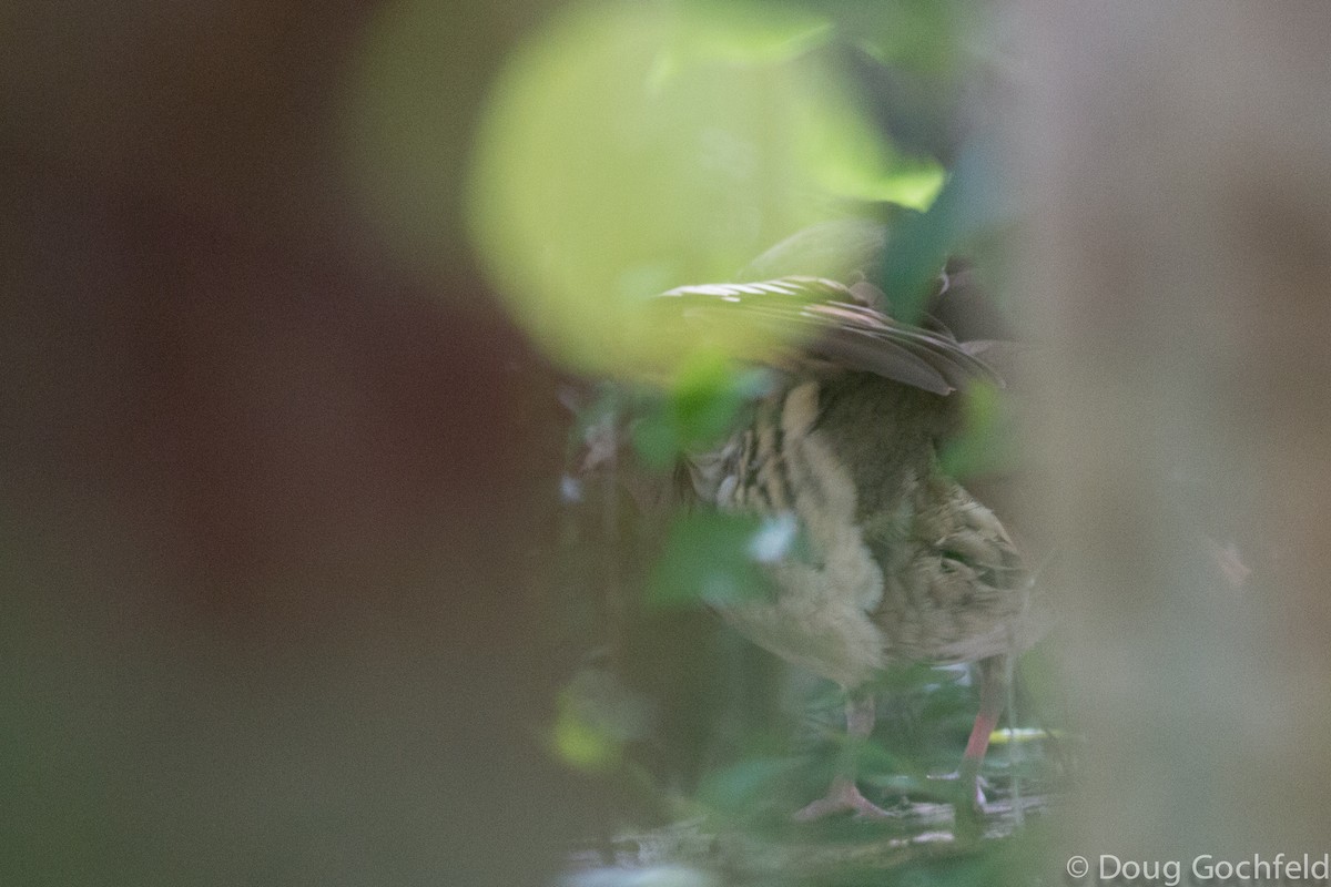 Key West Quail-Dove - ML198035271