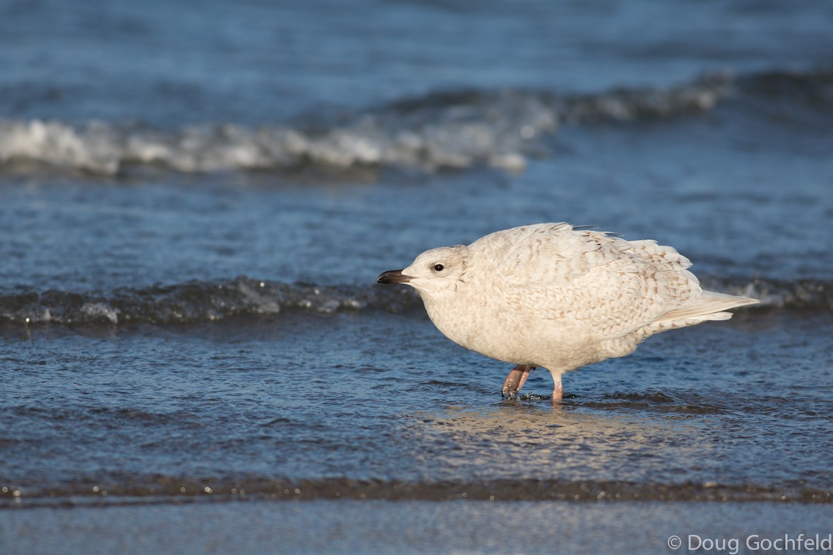 Iceland Gull (kumlieni/glaucoides) - ML198035371