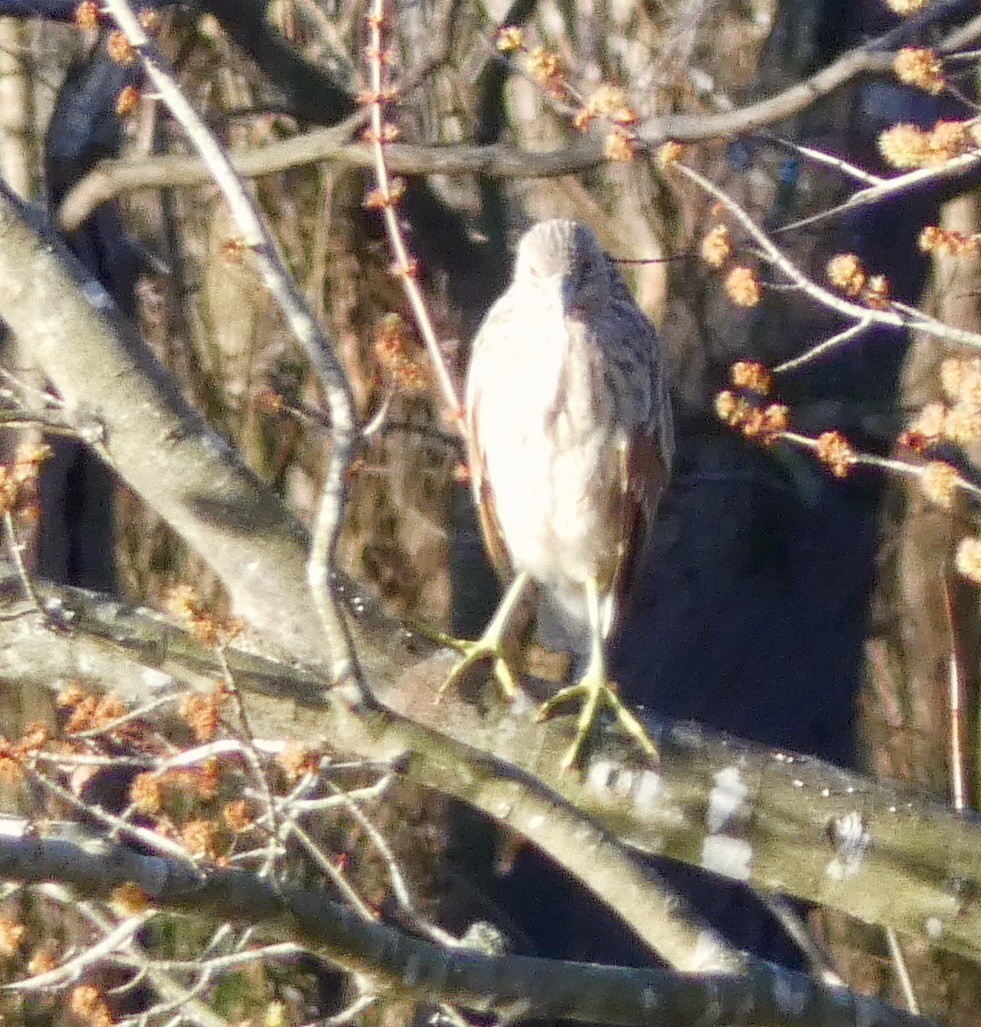 Black-crowned Night Heron - ML198037491