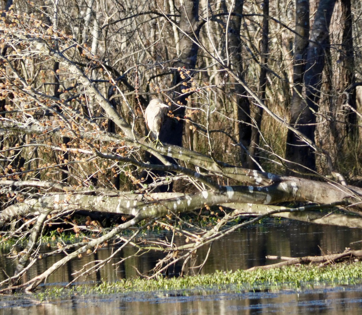 Black-crowned Night Heron - ML198037731