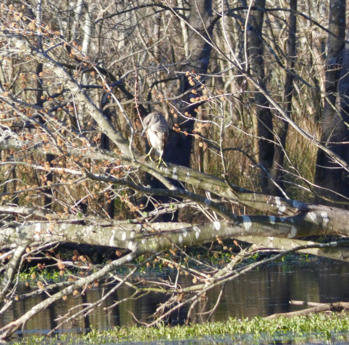 Black-crowned Night Heron - ML198037741