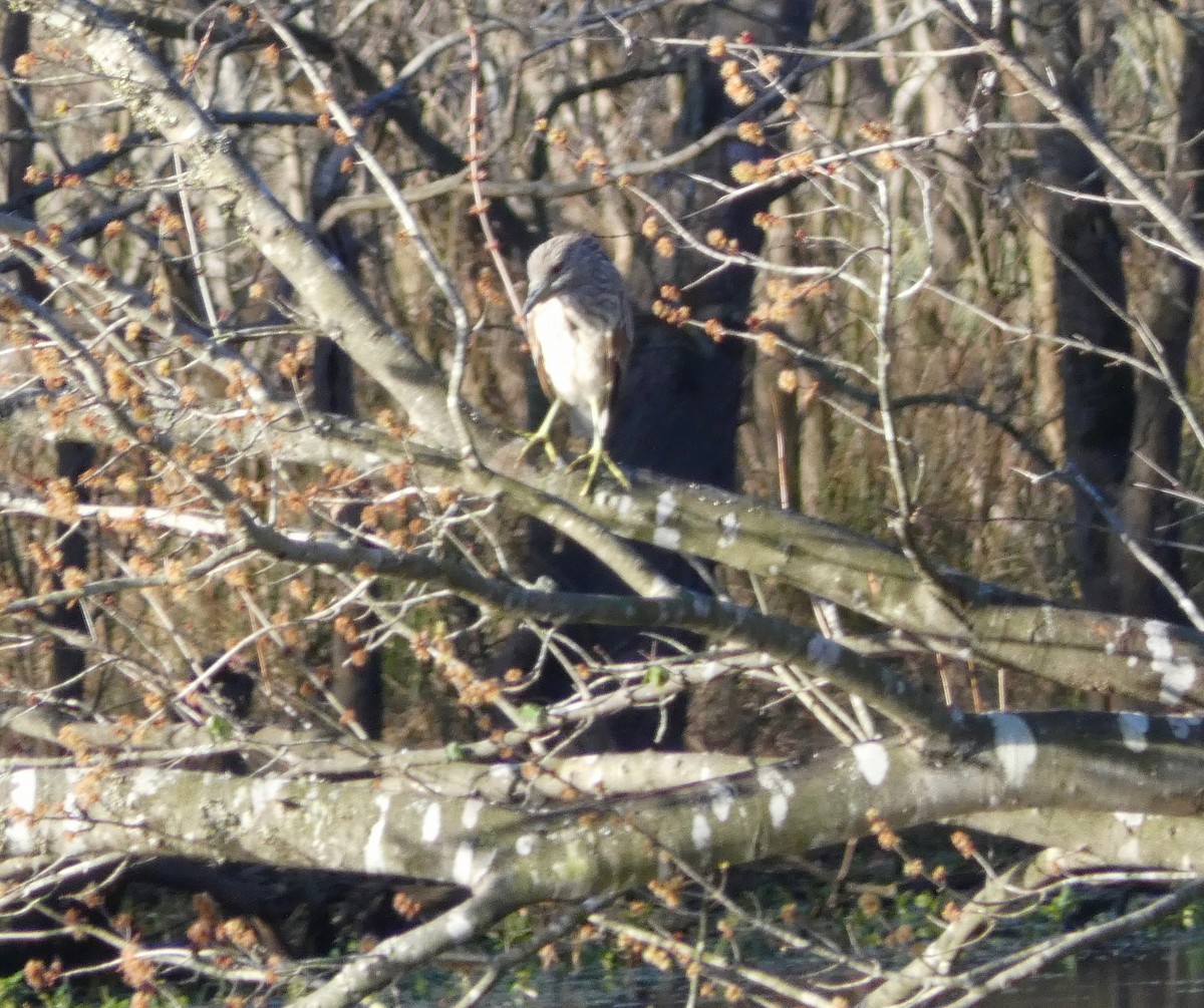 Black-crowned Night Heron - ML198037801