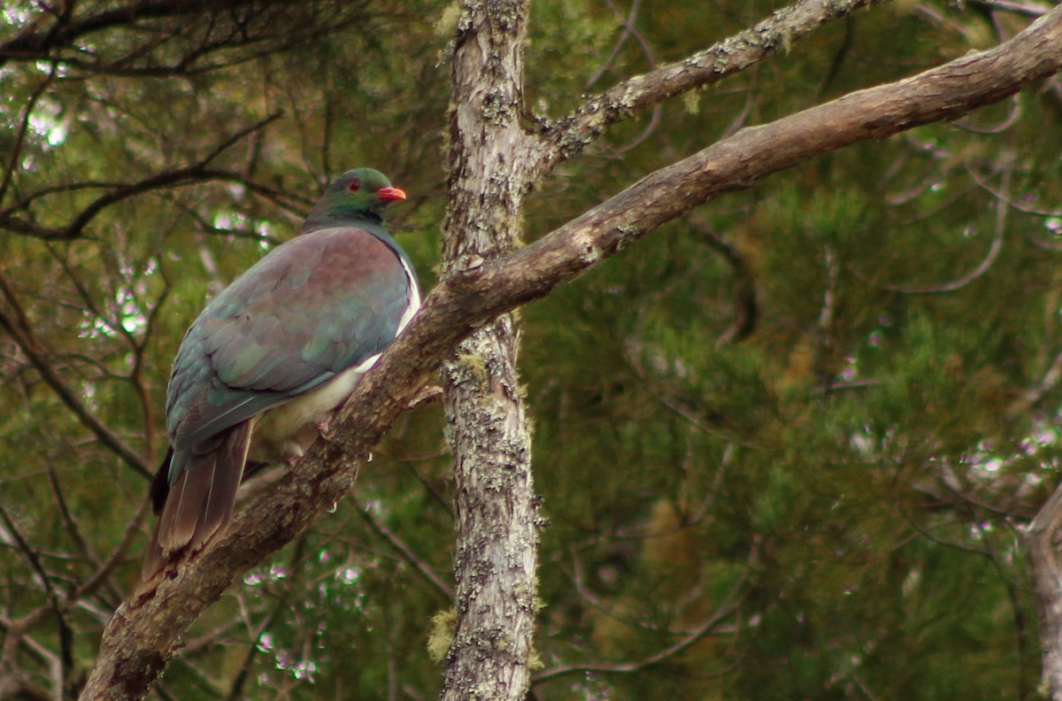New Zealand Pigeon - ML198038071