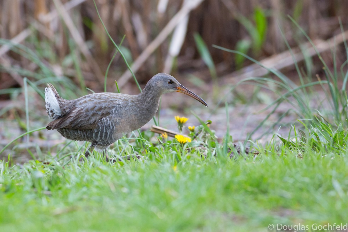 Clapper Rail - ML198038371