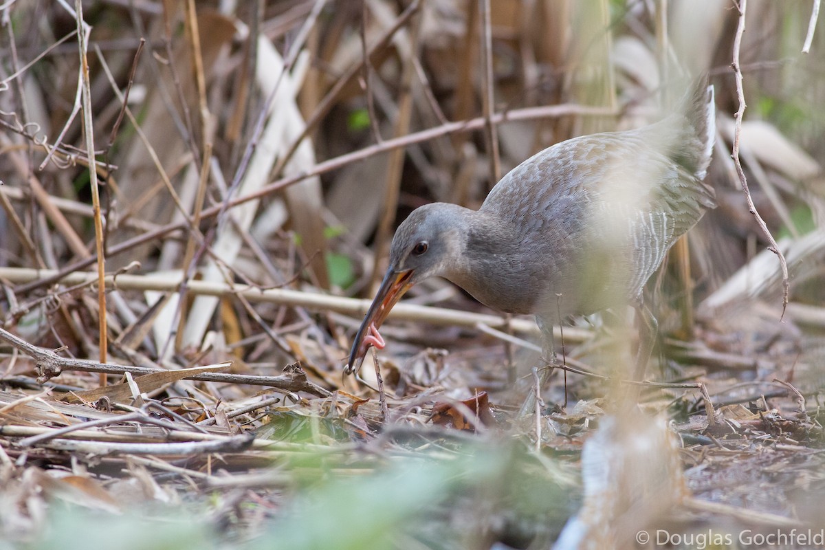 Clapper Rail - ML198038661