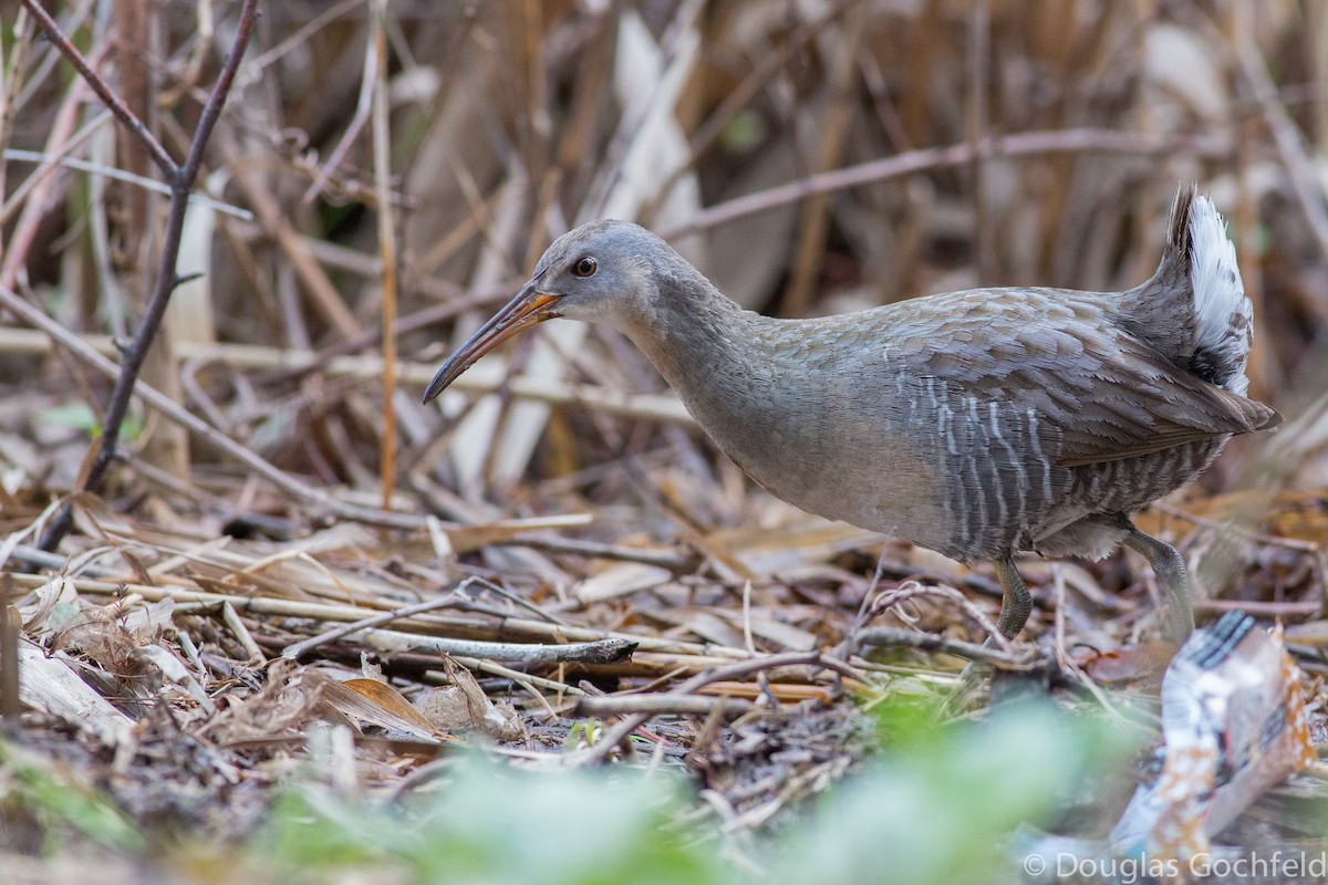 Clapper Rail - ML198038671