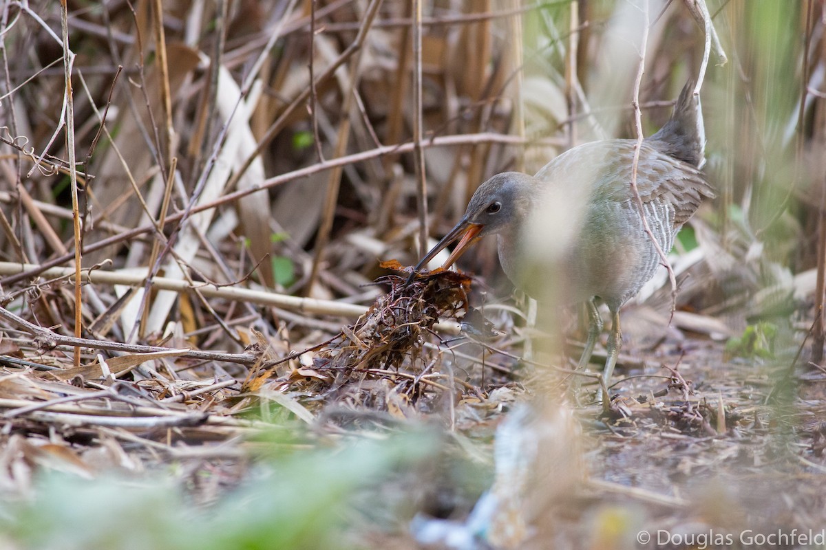 Clapper Rail - ML198038921