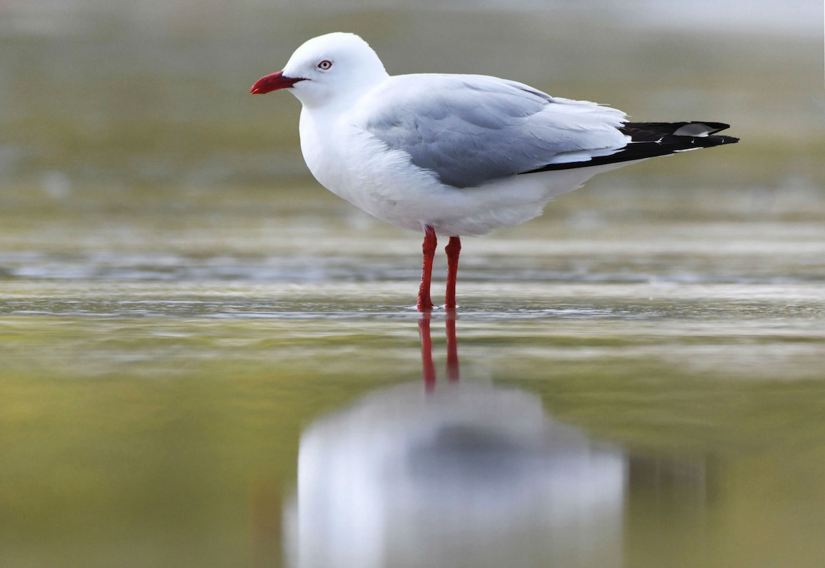 Silver Gull (Red-billed) - ML198038981