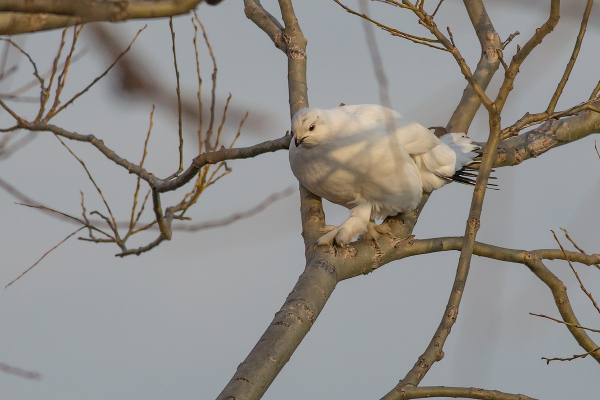 Willow Ptarmigan - ML198039221