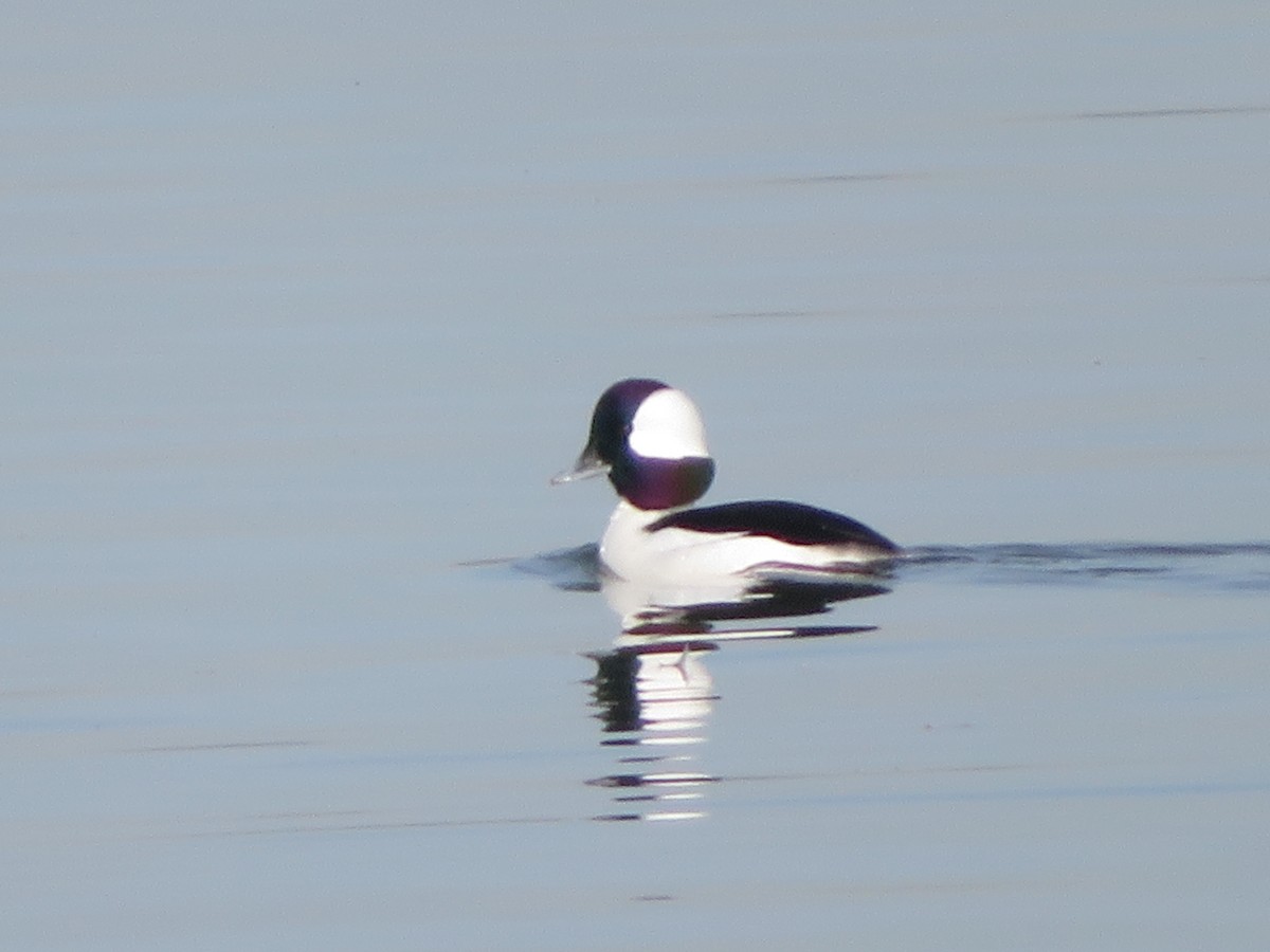 Bufflehead - Monica P