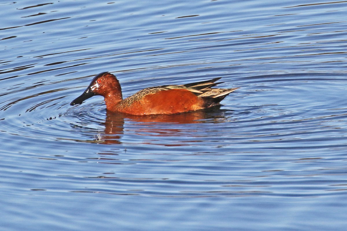 Cinnamon Teal - ML198041531