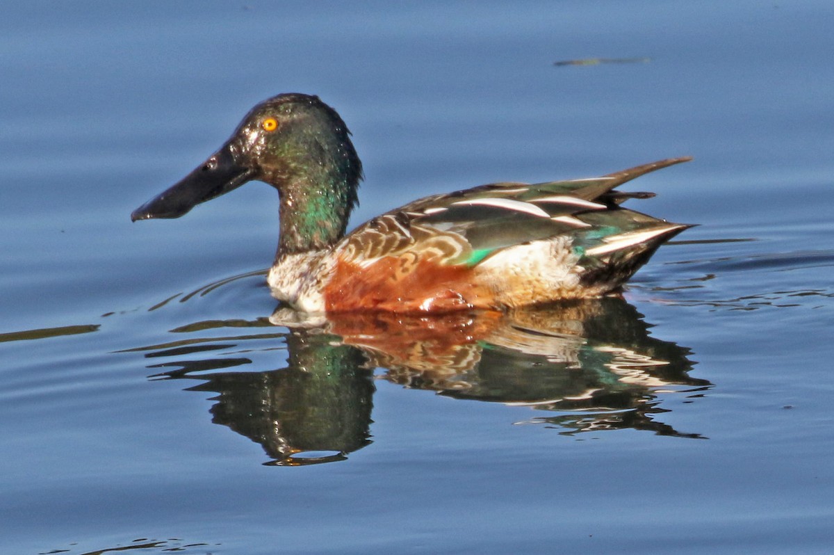 Northern Shoveler - ML198041561