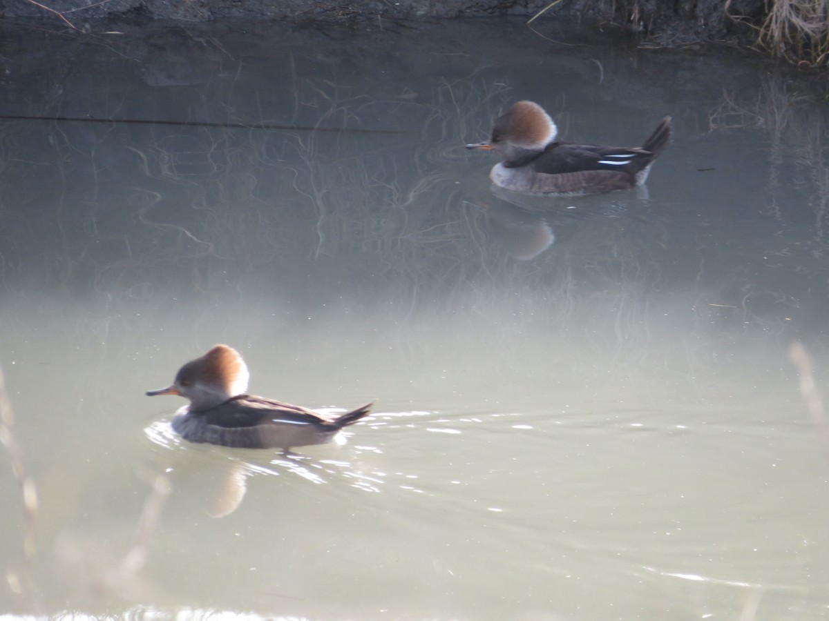 Hooded Merganser - Monica P