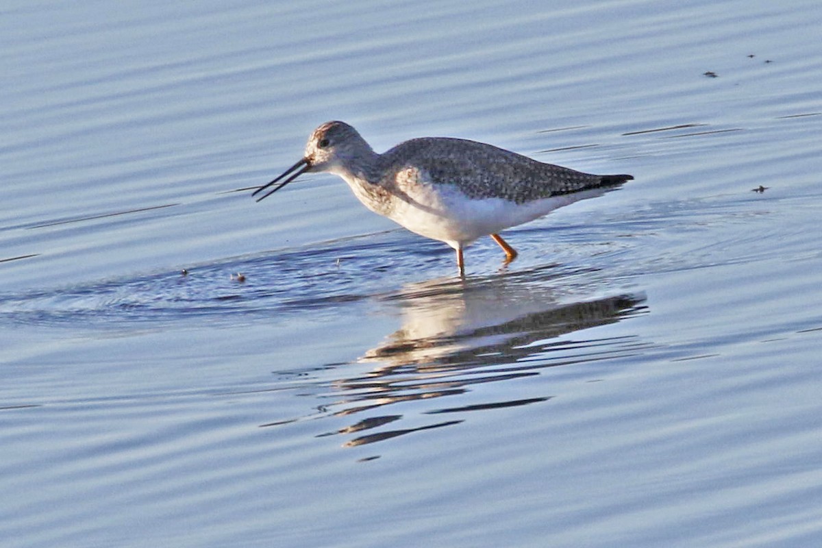 Greater Yellowlegs - ML198041811