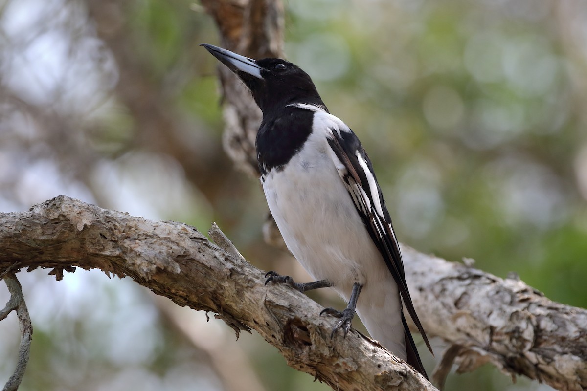 Pied Butcherbird - ML198043361