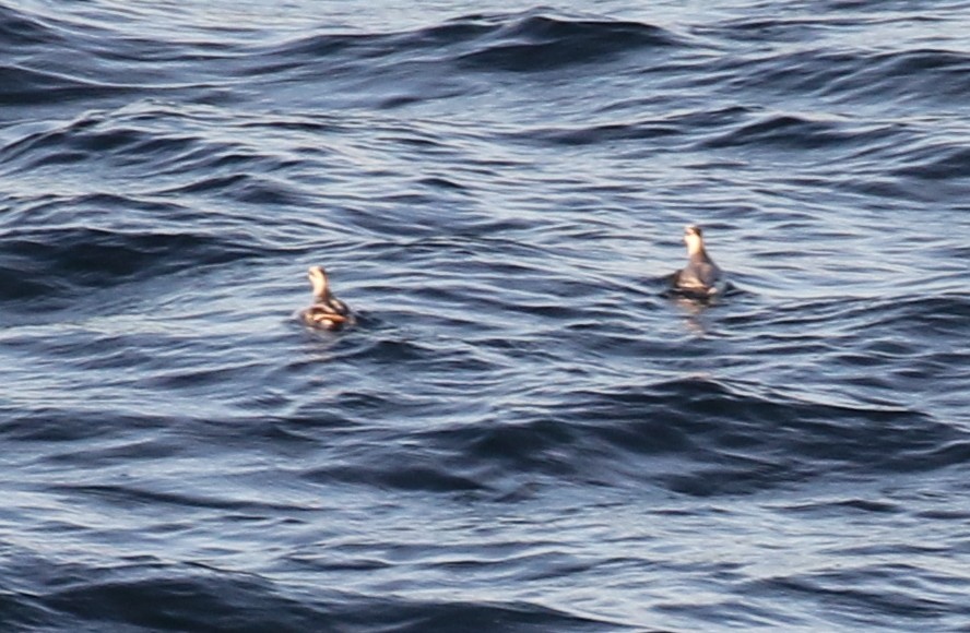 Red Phalarope - Michael Woodruff