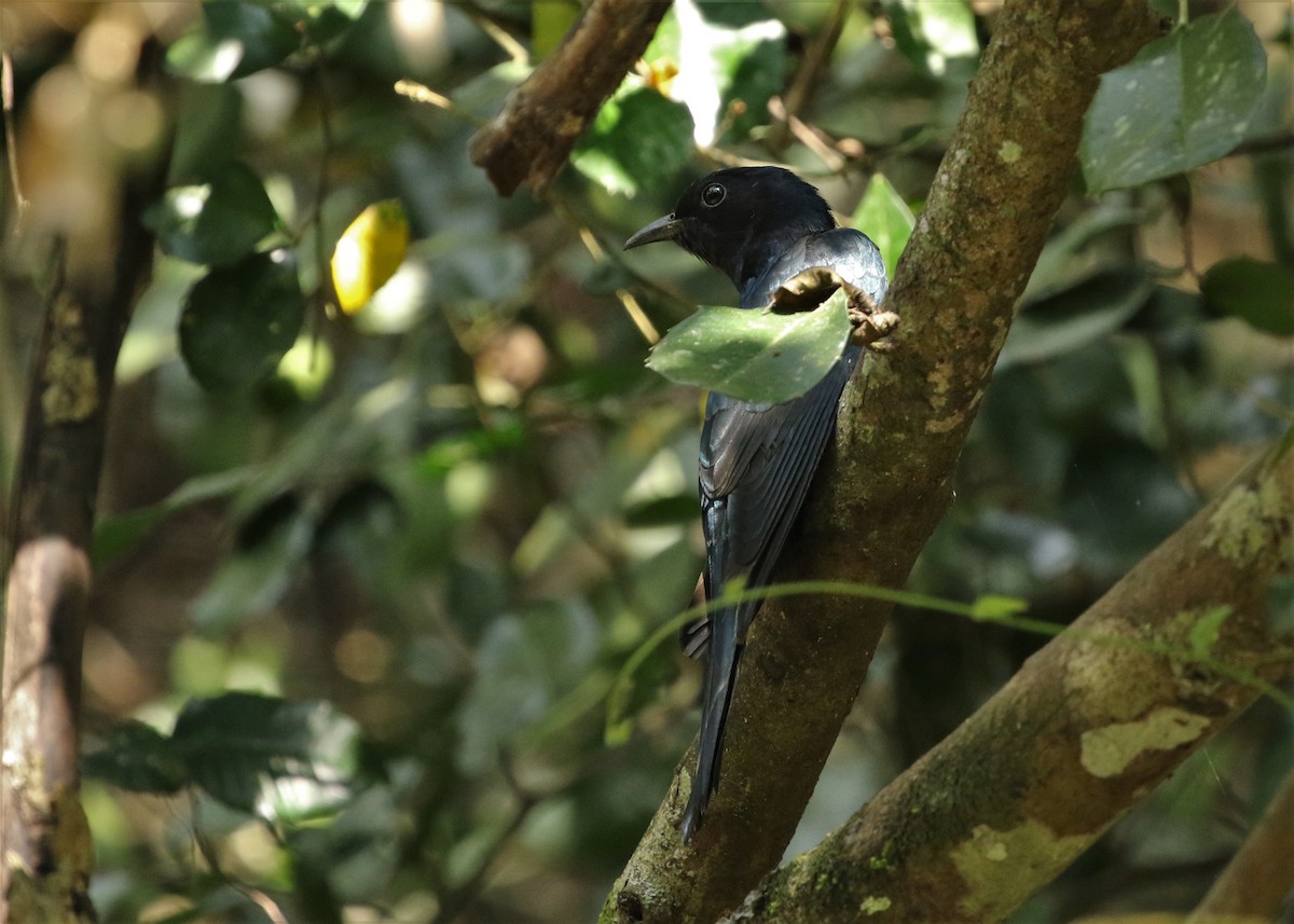 Square-tailed Drongo-Cuckoo - ML198047251