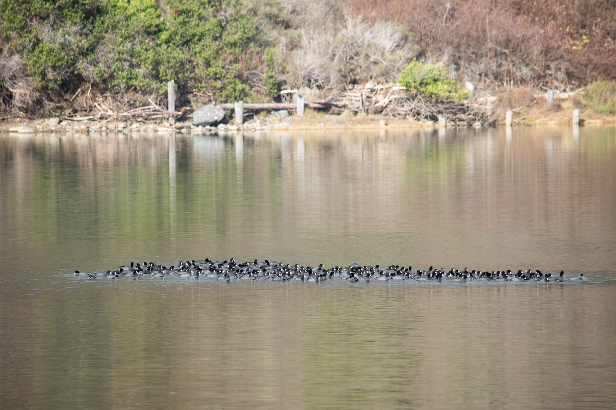 American Coot - Ryan Keiffer