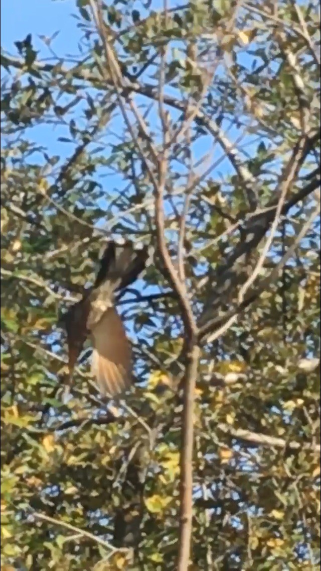 Yellow-billed Cuckoo - ML198048081