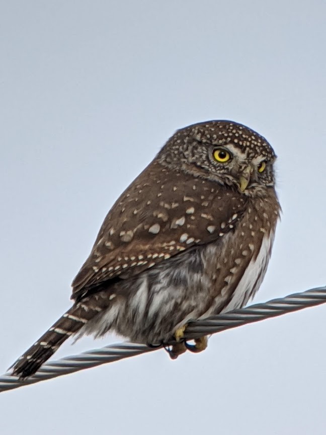 Northern Pygmy-Owl - ML198048981