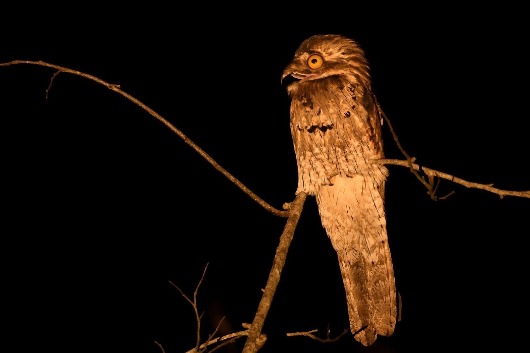 Northern Potoo - ML198049031