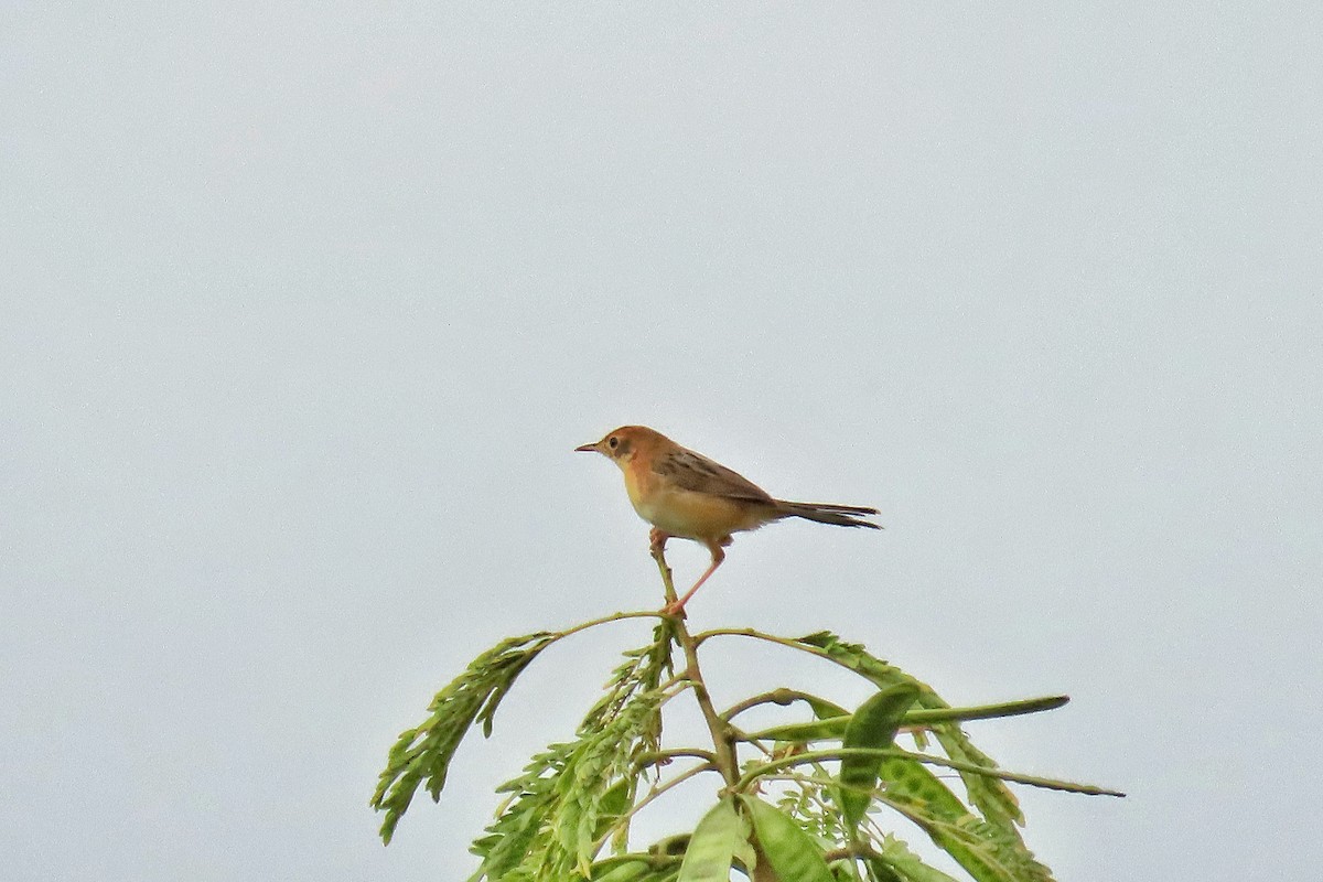 Golden-headed Cisticola - ML198049731