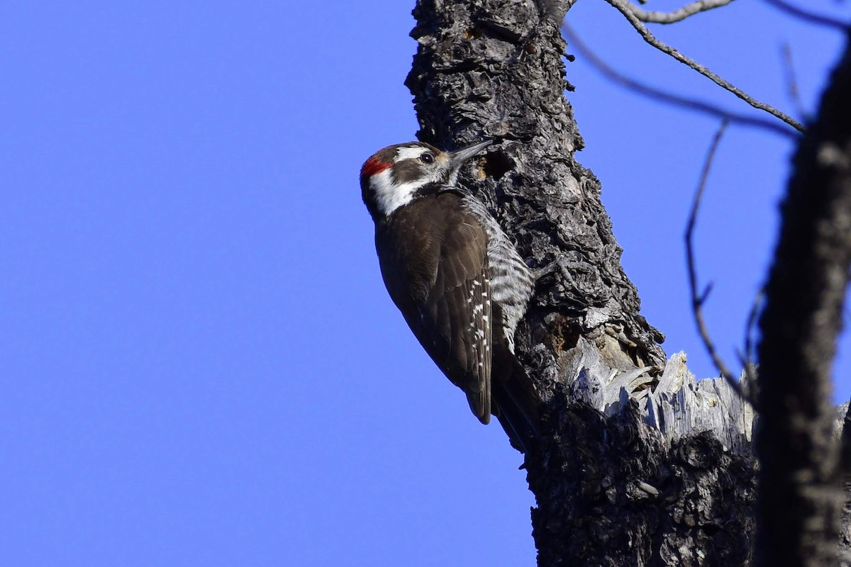 Arizona Woodpecker - ML198051141