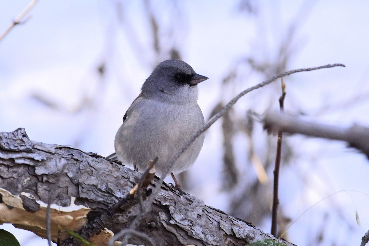 Junco Ojioscuro (dorsalis) - ML198051361