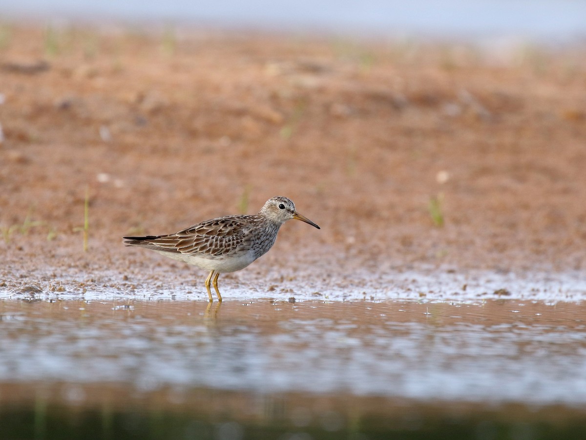 Pectoral Sandpiper - ML198052281