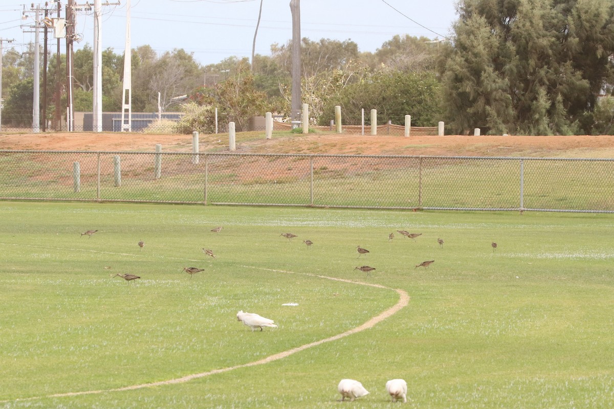 Little Curlew - ML198052321