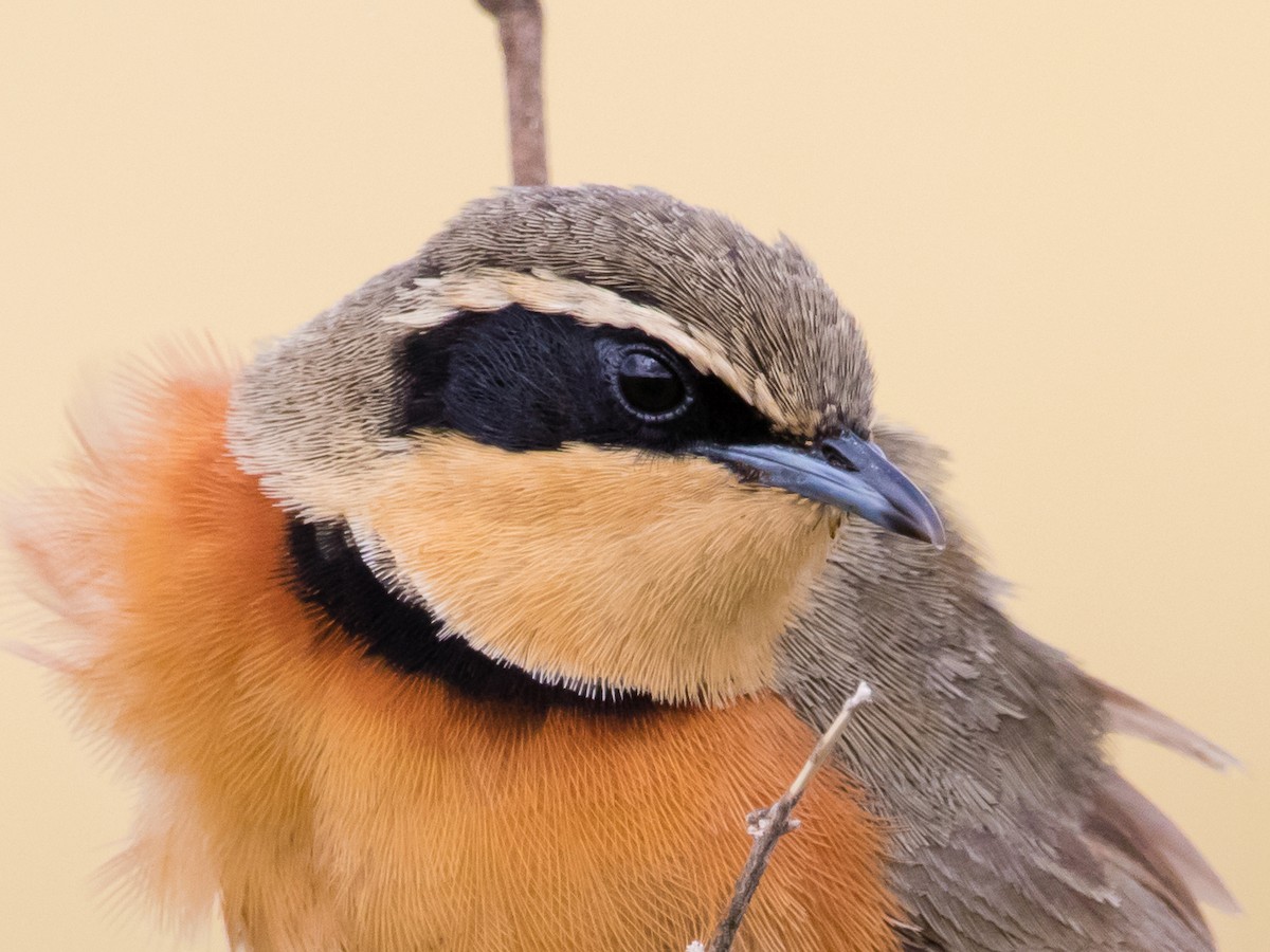 Olivscheitel-Bandvogel - ML198052901