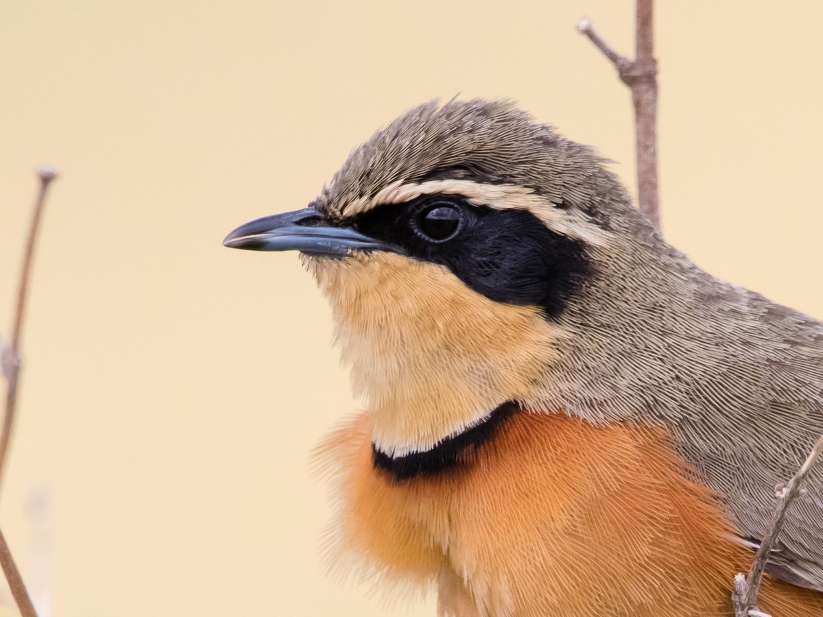 Olive-crowned Crescentchest - Hernán Rojo