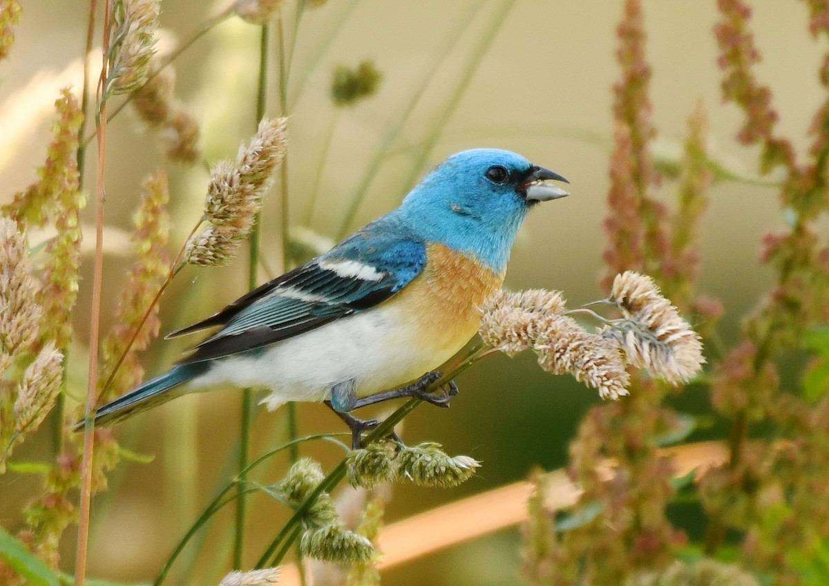 Lazuli Bunting - ML198053921