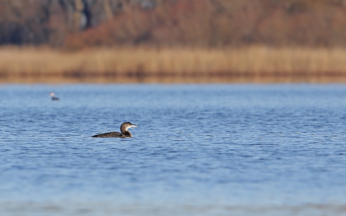 Common Loon - ML198054461