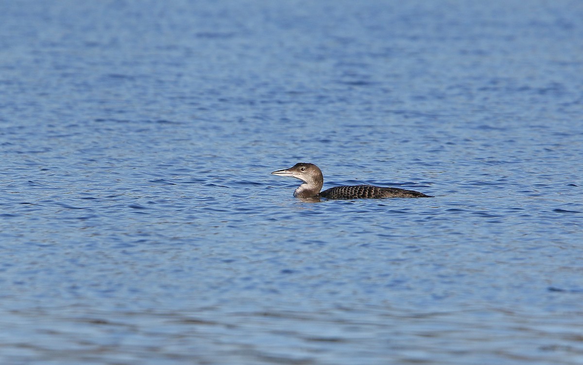 Common Loon - ML198054481