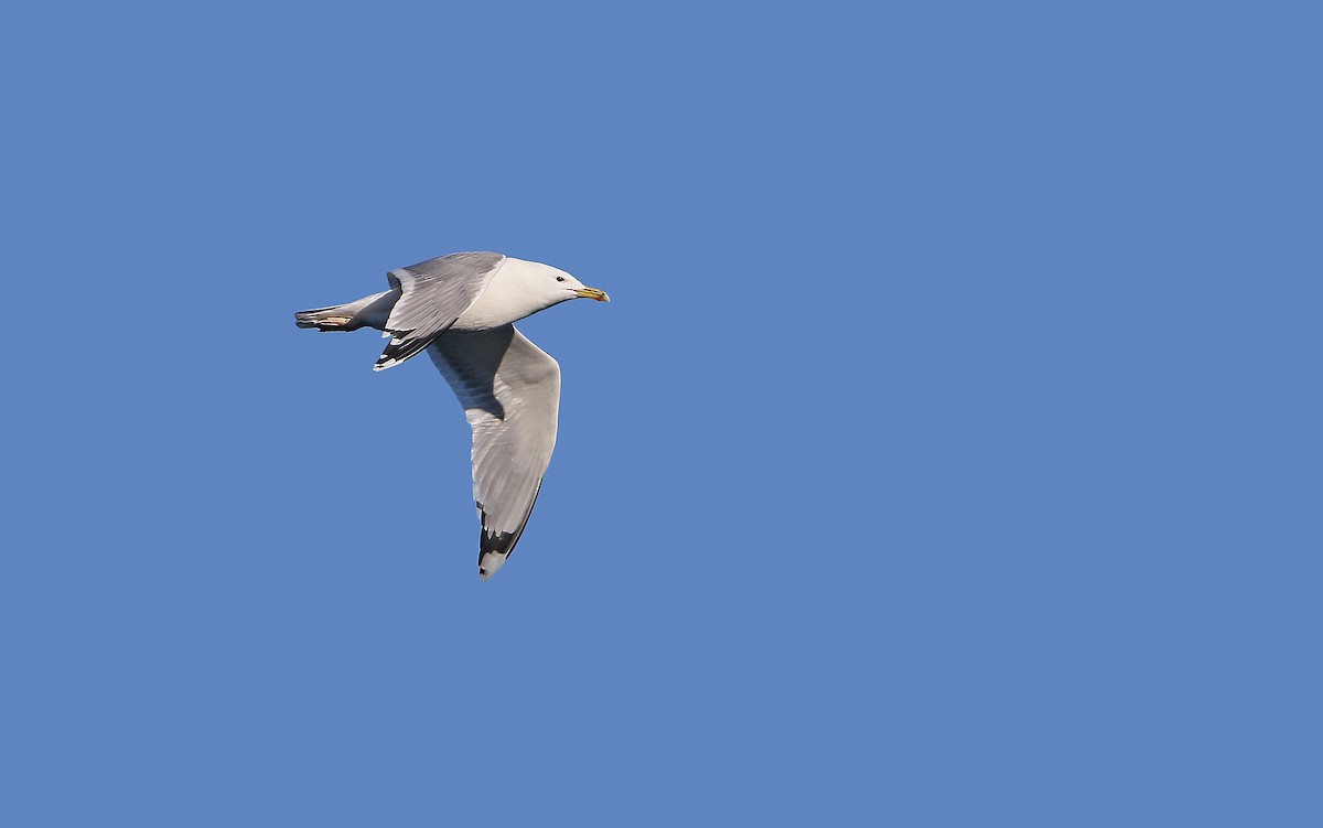 Caspian Gull - ML198054621