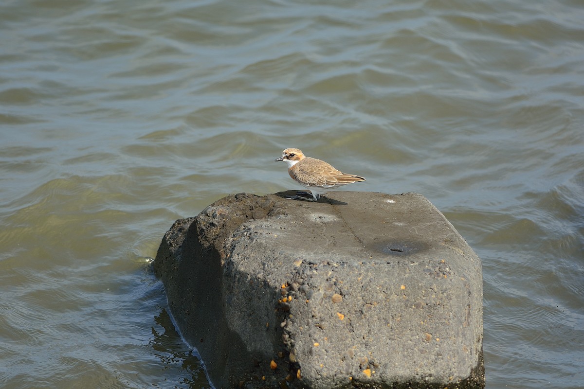 Siberian/Tibetan Sand-Plover - ML198056091