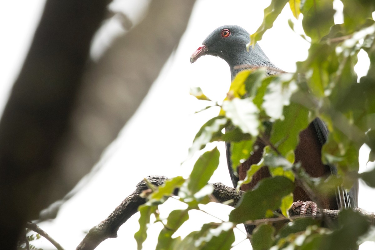 New Caledonian Imperial-Pigeon - ML198056201