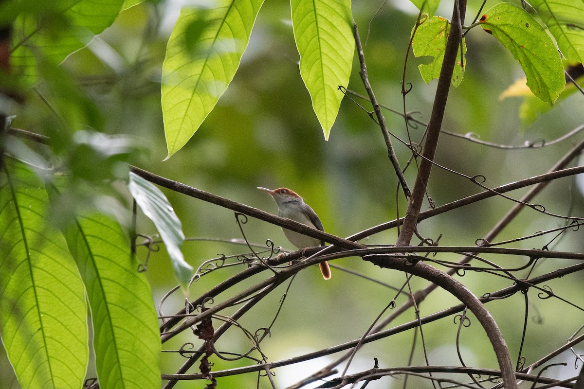 Rufous-tailed Tailorbird - John Leszczynski