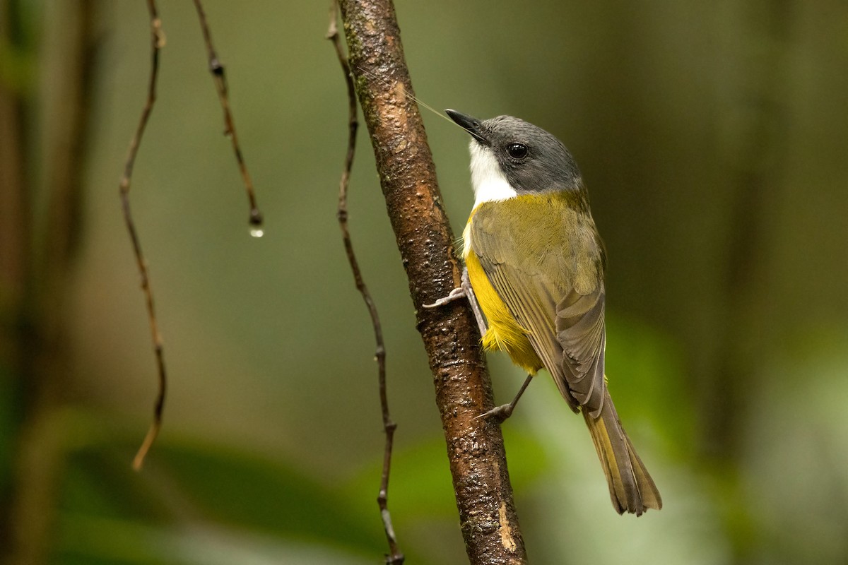 New Caledonian Whistler - ML198057241