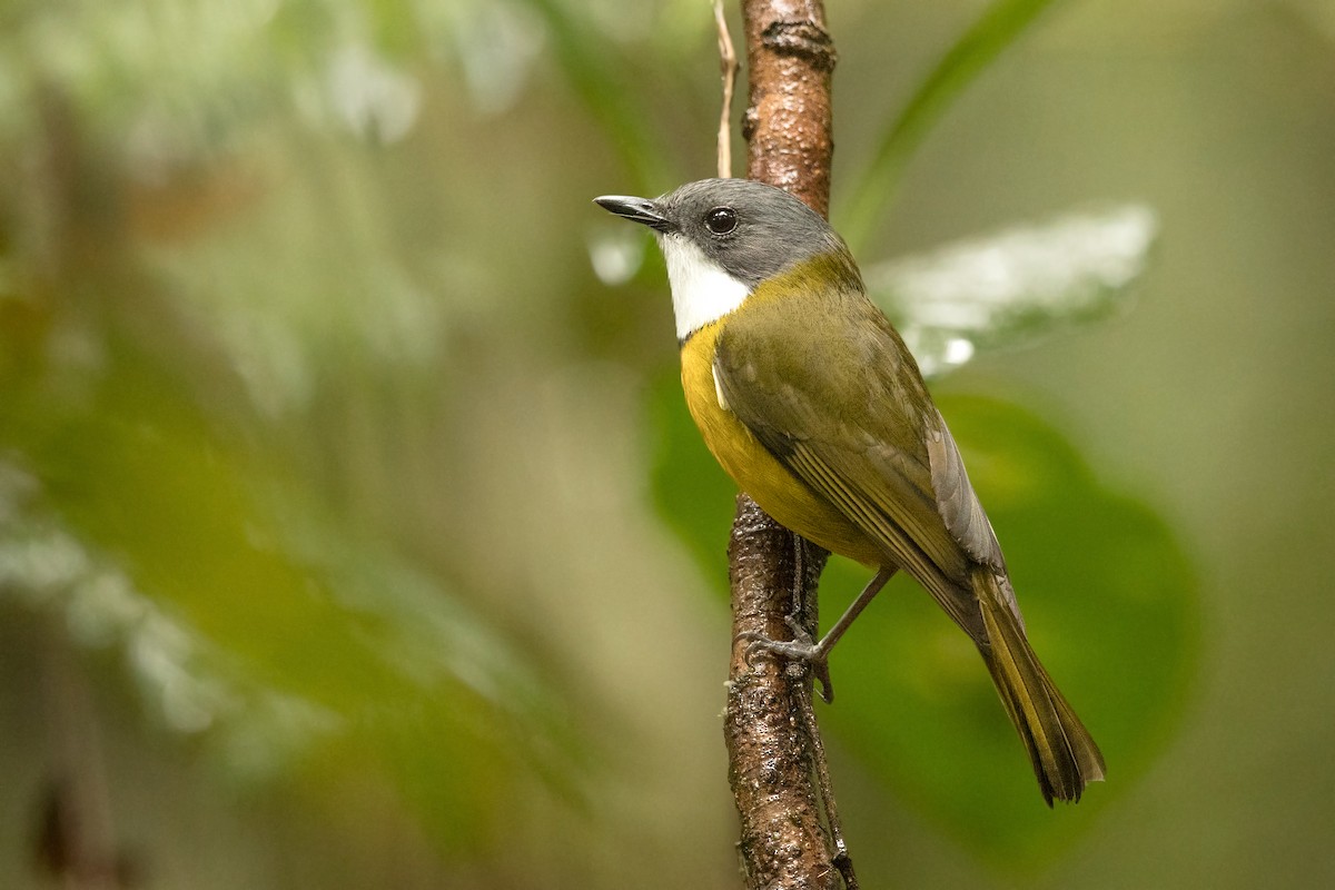 New Caledonian Whistler - ML198058031