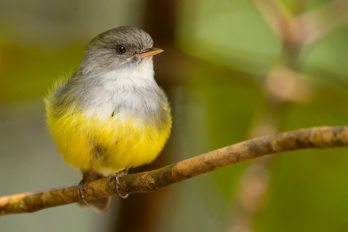 Yellow-bellied Flyrobin - ML198058541