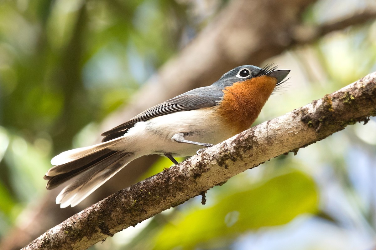 Melanesian Flycatcher - ML198060581