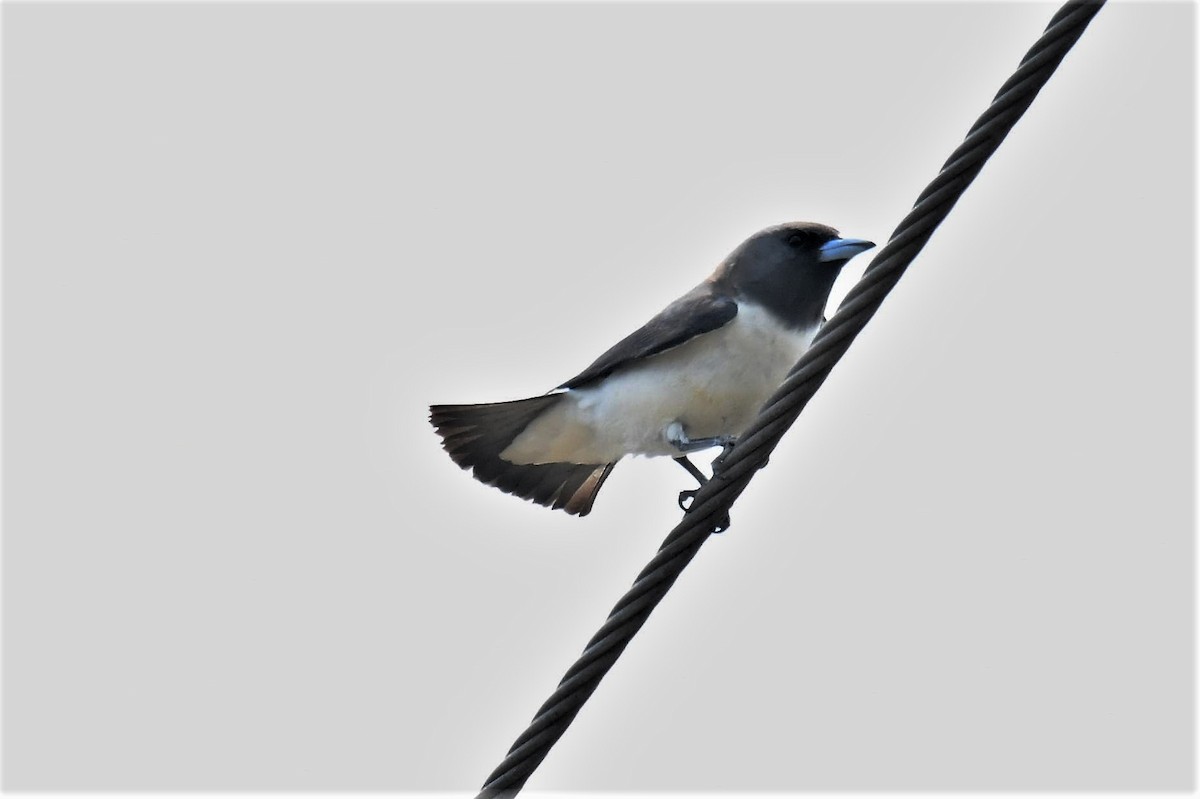 White-breasted Woodswallow - ML198061791