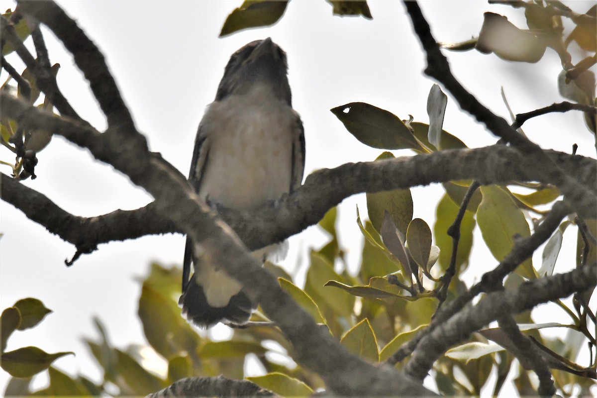 White-breasted Woodswallow - ML198061801